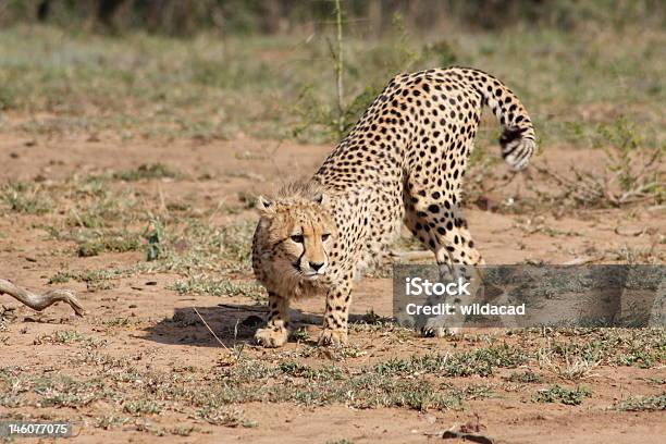 Cheetah Stock Photo - Download Image Now - African Cheetah, Animals Hunting, Animals In The Wild