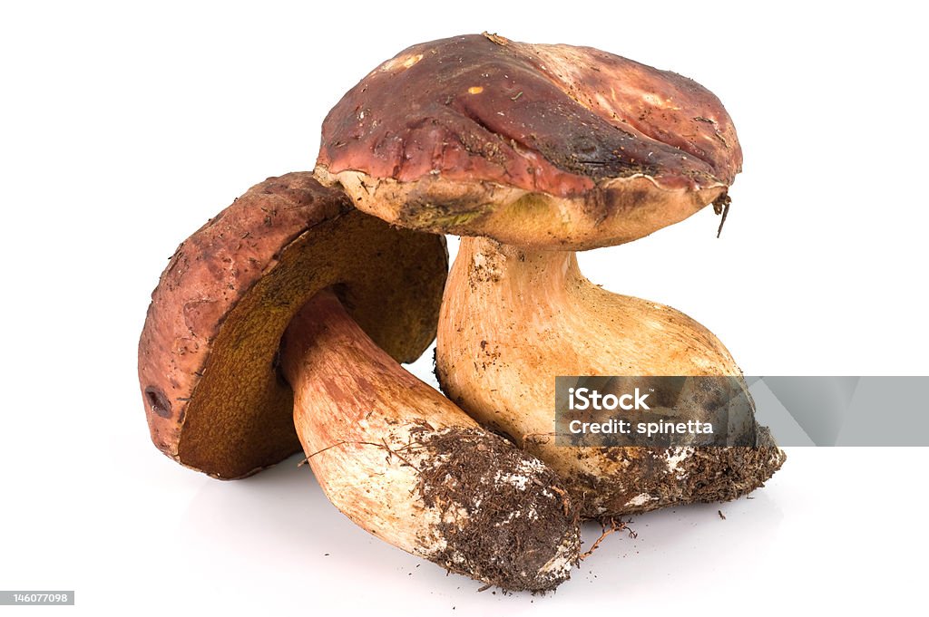 Fungo porcini - Foto stock royalty-free di Ambientazione esterna