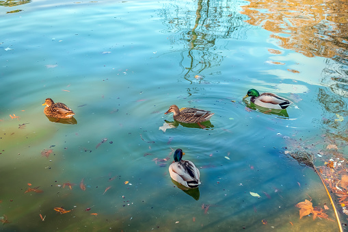 Four wild ducks swim in dirty water with yellow fallen leaves floating on the surface. Birds on the lake in Parc de la Ciutadella in Barcelona, Spain