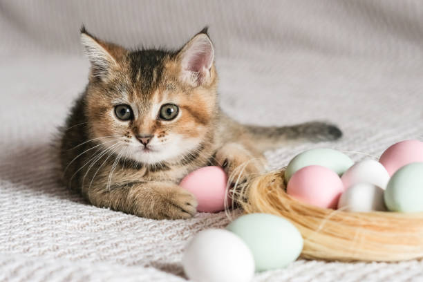 istock Cute kitten of the Scottish straight breed playing with Easter eggs 1460771764