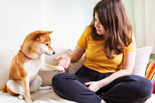istock Dog giving paw to its owner 1460772486