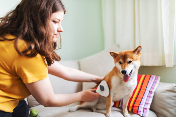 istock Young woman combing her dog 1460772596