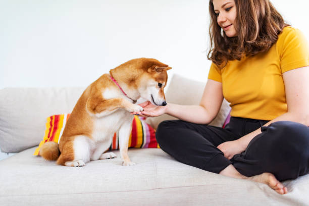 istock Dog giving paw to its owner 1460773227