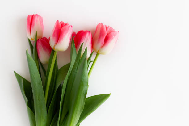 istock Pink tulip flowers bouquet on white background. Flat lay, top view. Selective focus. Shallow depth of field 1460773430