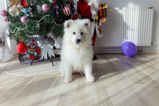 A photo of a puppy samoyed sitting in front of a Christmas tree and looking at the camera.