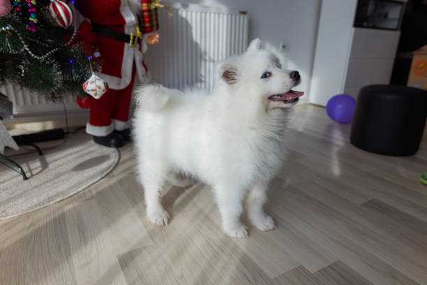 A shot of a puppy samoyed standing in the room in front of a Christmas tree.
