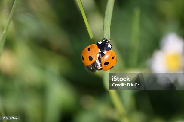 Joaninha - Fotografias de stock e mais imagens de Animal - Animal, Ao Ar Livre, Caule de planta