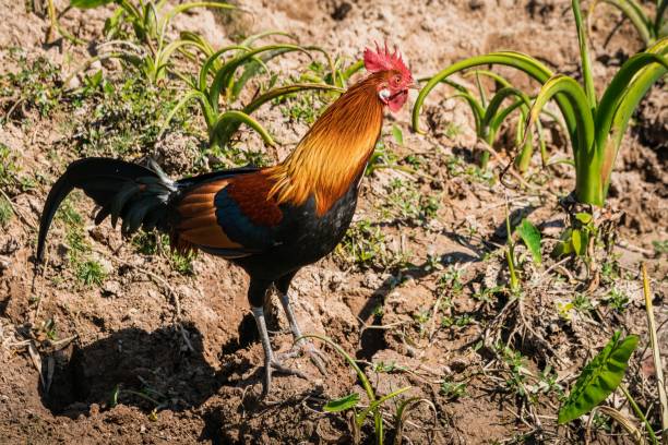 Red Junglefowl at KaoYai National park Red Junglefowl - Gallus gallus tropical bird in the family Phasianidae. It is the primary progenitor of the domestic chicken (Gallus gallus domesticus). KaoYai National park, Thailand gallus gallus domesticus stock pictures, royalty-free photos & images