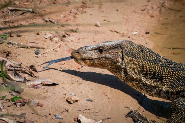 아시아 물 모니터 초상화 - water monitor 뉴스 사진 이미지