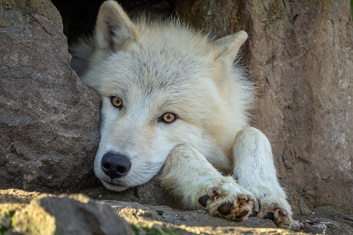 White wolf resting in the rocks