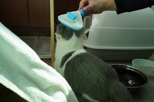 man grooming cat