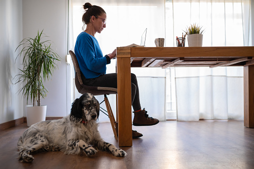 Side view of caucasian brunette woman working at home on her laptop while her dog watches her. Home work and pet concept.