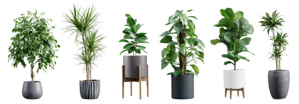 istock Collection of beautiful plants in ceramic pots isolated on white background. 3D render. 1460779696