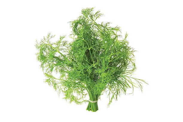 Green dill bunch isolated on white background