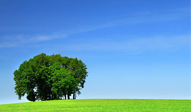 istock green grass field and a bunch of trees 146078059