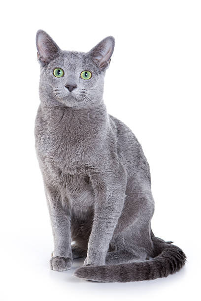 Sitting Russian blue cat isolated in white stock photo