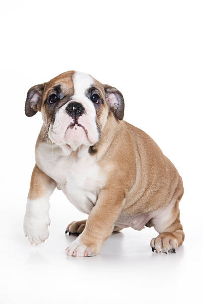 istock Bulldog puppy 146078102
