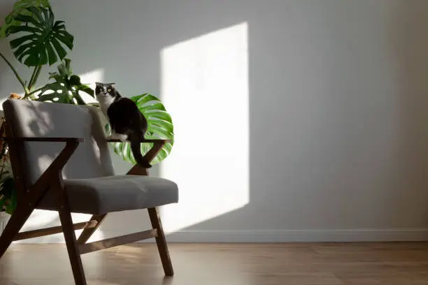 Photo of Scottish cat on gray chair in interior of living room. Homemade plans sansevieria, monstera, wooden decor. Light minimalistic scandinavian interior. Copy space