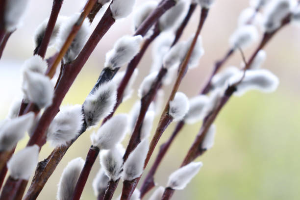 weidenzweige mit flauschigen kätzchen auf verschwommenem hintergrund, nahaufnahme - goat willow stock-fotos und bilder