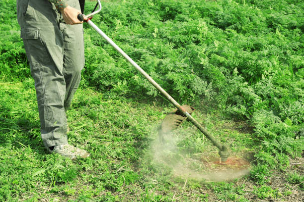 istock Worker cutting grass with electric lawn trimmer outdoors, closeup 1460783147