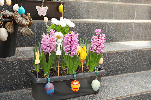 Beautiful hyacinth flowers with decorative eggs on stairs outdoors. Easter celebration