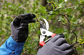 Gardener pruning currant bush with shears outdoors, closeup