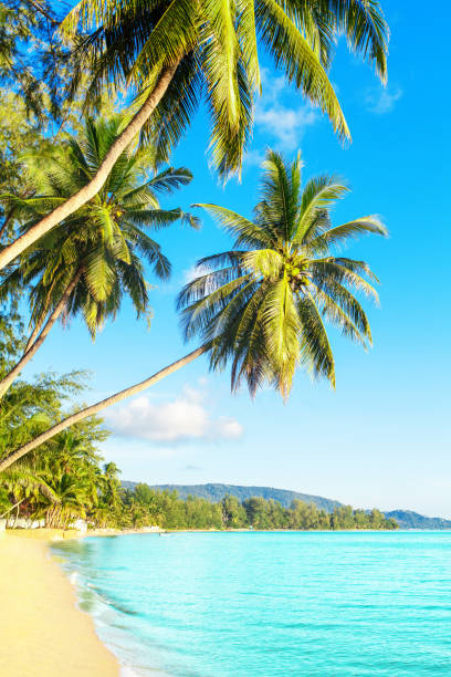 piękna tropikalna wyspa morska plaża krajobraz, turkusowy ocean woda, żółty piasek, s�łońce błękitne niebo biała chmura, zielone liście palmy kokosowej, rajska natura, letnie wakacje, wakacje, turystyka, podróże - thailand surat thani province ko samui coconut palm tree zdjęcia i obrazy z banku zdjęć