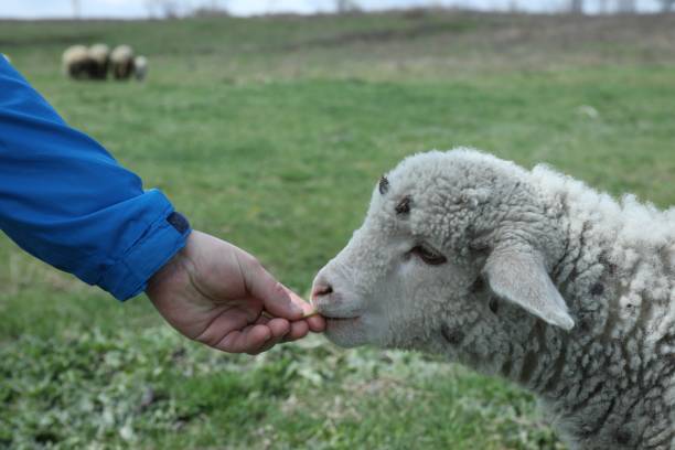 istock Farmer feeding cute lamb in field, closeup 1460785151