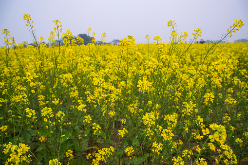 Beautiful Floral Landscape View of Rapeseed blossoms in a field in the countryside of Bangladesh