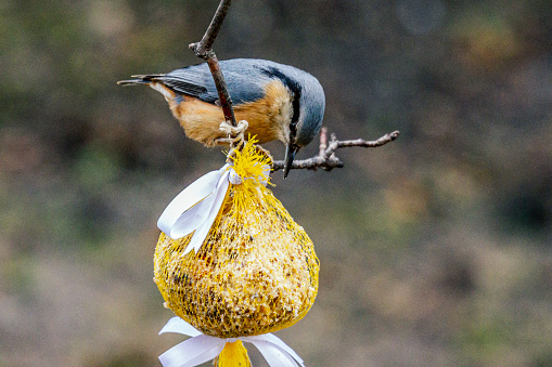 Bird on a branch