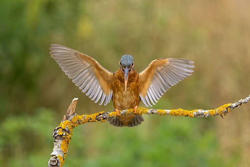 Common kingfisher (Alcedo atthis) spreading wings on a branch.