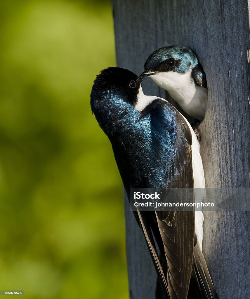 Golondrina de vientre blanco (iridoprone bicolor - Foto de stock de Golondrina libre de derechos