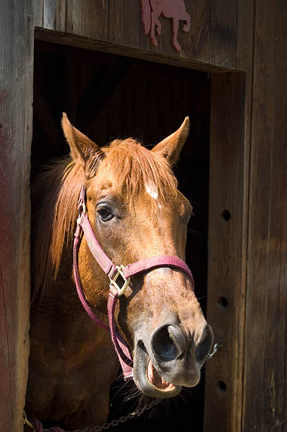istock Horse poking out of a stable 146078719
