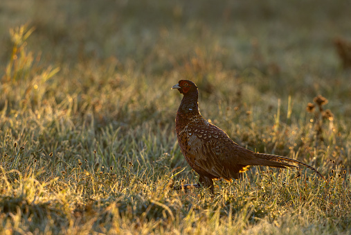 Male common pheasant (Phasianus colchicus) walking on a meadow early in the morning.