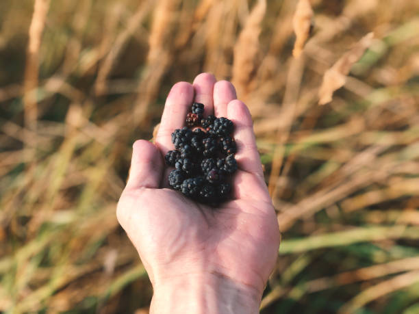 jeżyny w dłoni na tle trawy polnej w letni wieczór - blackberry mobile phone smart phone human hand zdjęcia i obrazy z banku zdjęć