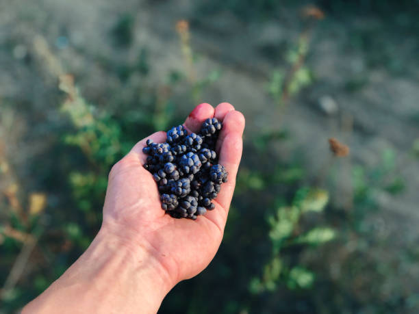 istock Dark blue wild forest blackberry in hands at sunset close-up 1460787385