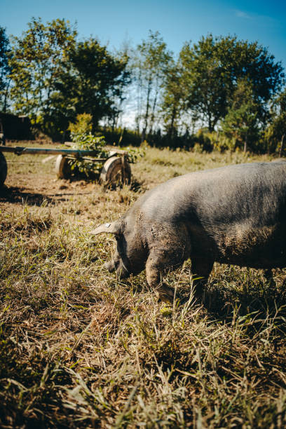 istock Farm free pigs 1460787503