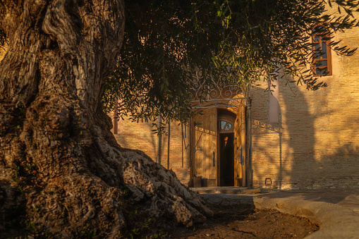 Old olive tree with open door of Sho Mgvime Monastery on background at sunset. Mtskheta, Georgia