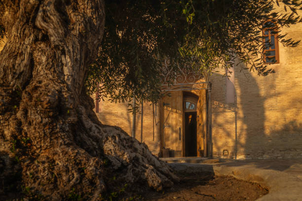 Old olive tree with open door of Sho Mgvime Monastery on background at sunset. Mtskheta, Georgia stock photo