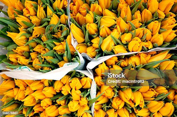 Amesterdão Amarelo Túlipas - Fotografias de stock e mais imagens de Amarelo - Amarelo, Amesterdão, Arranjo de flores