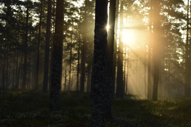 istock Sunrise shining through a pine forest in a national park 1460789652
