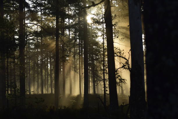 istock Sunrise shining through a pine forest in a national park 1460789725
