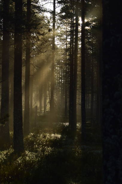 istock Sunrise shining through a pine forest in a national park 1460789919