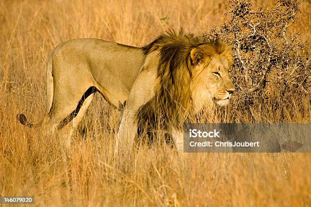 キングのアニマルズ - ライオンのストックフォトや画像を多数ご用意 - ライオン, リンポポ州, 写真