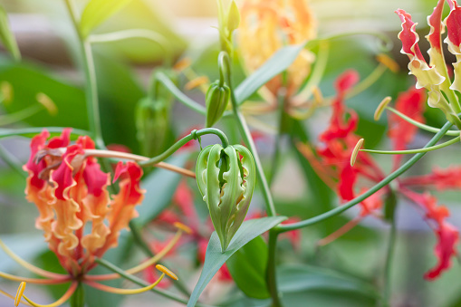 Fresh Flame lily, Glory lily or Climbing lily bud in the garden, Is a Thai herb with properties Underground head and seeds cure joint pain and killing certain cancer cells.