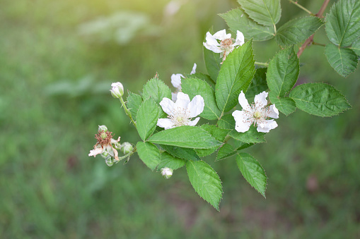 White raspberry flower bouquet bloom on tree in the garden on blur nature background.
