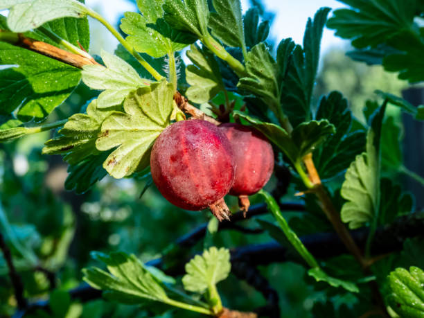晴れた夏の日に緑の葉に囲まれた枝に生える赤く熟したグーズベリー(ribes uva-crispa) - gooseberry fruit growth green ストックフォトと画像