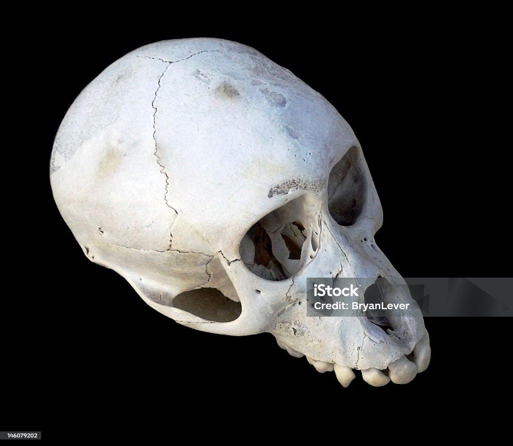Mono verde cráneo - Foto de stock de Anatomía libre de derechos