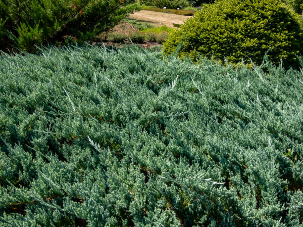 Close-up of Creeping juniper (juniperus horizontalis) 'Blue Chip' is sprawling, evergreen shrub forming a splendid mounded carpet of soft and feathery bright silver blue needles
