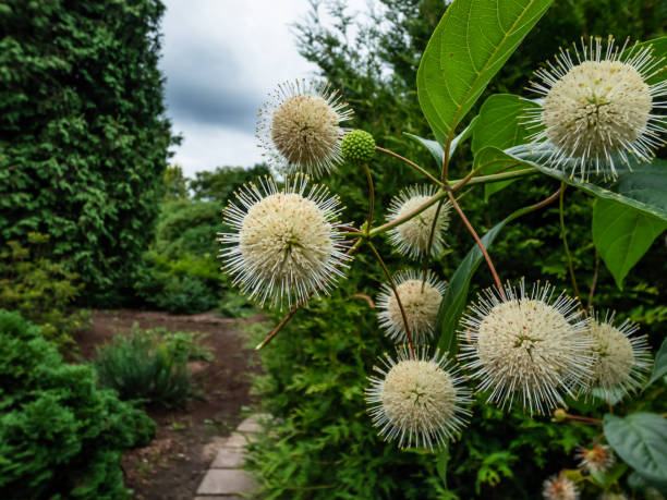 Flowering plant buttonbush, button-willow or honey-bells (Cephalanthus occidentalis) blooming in summer. Macro shot of white flower